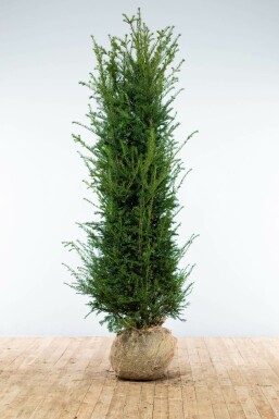 Taxus Baccata 200-225 cm