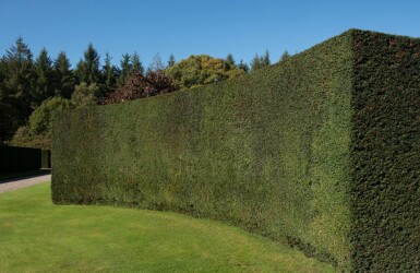 Taxus Baccata 200-225 cm