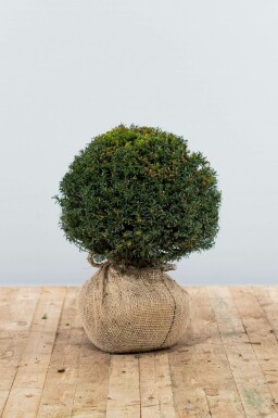 Venijnboom Taxus baccata Bol 30-40 Kluit