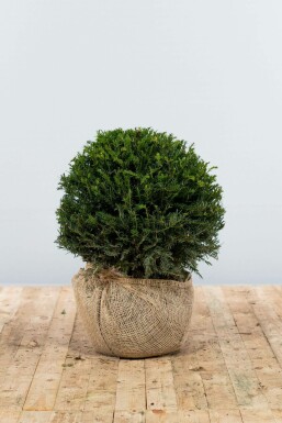 Venijnboom Taxus baccata Bol 40-50 Kluit