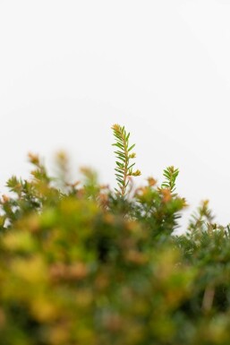 Venijnboom Taxus baccata Bol 40-50 Kluit