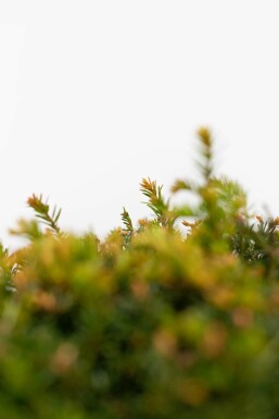 Taxus Baccata Bol 70-80 cm