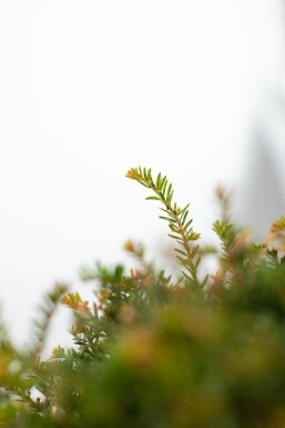 Taxus Baccata Bol 70-80 cm