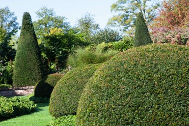 Taxus Baccata Bol 70-80 cm