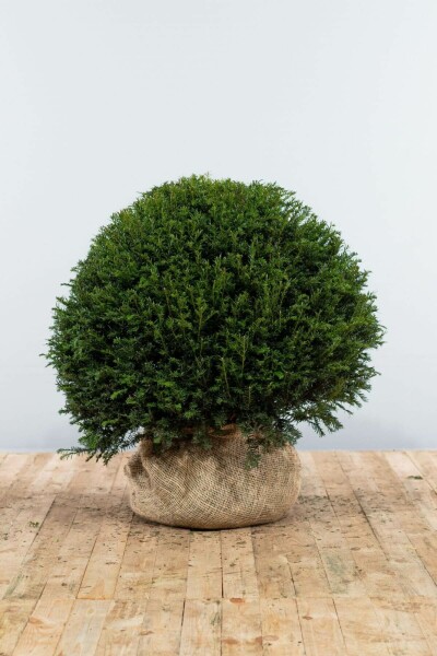 Taxus Baccata Bol 90-100 cm