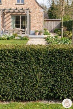 Taxus baccata 'David' struik 20-30 cm C1