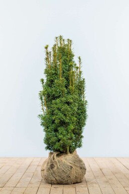 Gele venijnboom Taxus baccata David Haag 60-80 Kluit