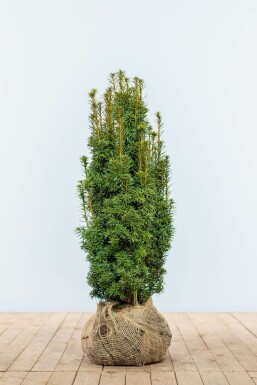 Gele venijnboom Taxus baccata David Haag 60-80 Kluit Taxus Baccata David 60-80 cm