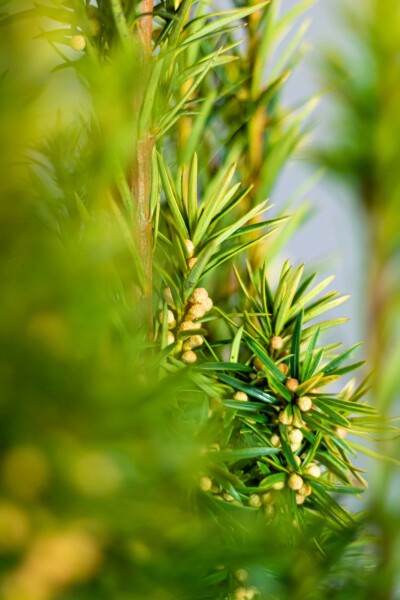 Gele venijnboom Taxus baccata David Haag 60-80 Kluit Taxus Baccata David 60-80 cm