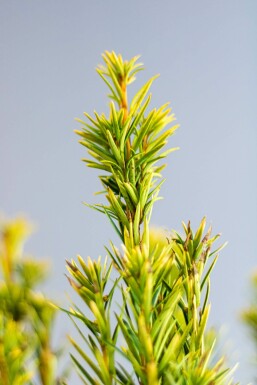Gele venijnboom Taxus baccata David Haag 80-100 Kluit