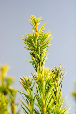 Taxus Baccata David 140-160 cm