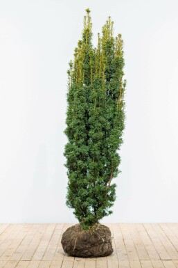 Gele venijnboom Taxus baccata David Haag 160-180 Kluit