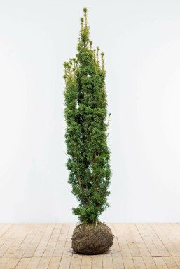 Gele venijnboom Taxus baccata David Haag 180-200 Kluit