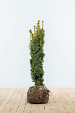 Venijnboom Taxus baccata fastigiata Aurea Haag 80-100 Kluit Taxus Baccata Fastigiata Aurea 80-100 cm