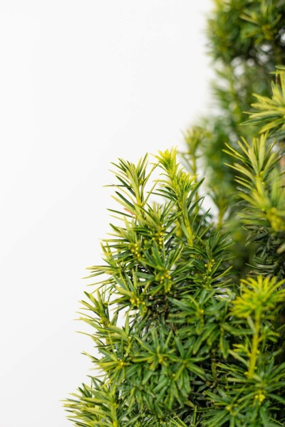 Taxus Baccata Fastigiata Aurea 80-100 cm