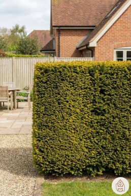 Taxus Baccata Fastigiata Aurea 80-100 cm