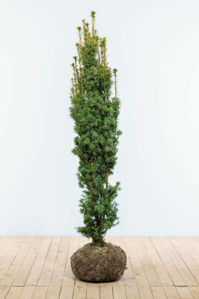Taxus Baccata Fastigiata Aurea 140-160 cm
