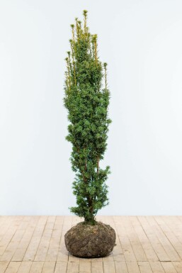 Taxus Baccata Fastigiata Aurea 140-160 cm