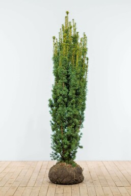 Venijnboom Taxus baccata fastigiata Aurea Haag 160-180 Kluit