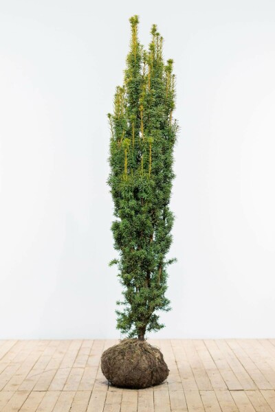 Taxus Baccata Fastigiata Aurea 180-200 cm