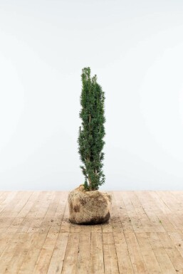 Zuiltaxus Taxus baccata fastigiata Robusta Haag 80-100 Kluit Zuiltaxus Taxus Baccata Fastigiata Robusta 80-100 cm