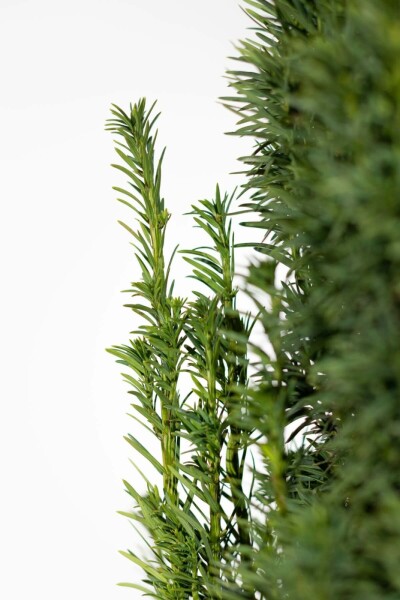 Zuiltaxus Taxus Baccata Fastigiata Robusta 80-100 cm