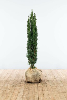 Zuiltaxus Taxus baccata fastigiata Robusta Haag 100-120 Kluit Zuiltaxus Taxus Baccata Fastigiata Robusta 100-120 cm