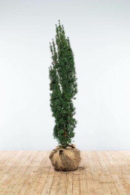 Zuiltaxus Taxus baccata fastigiata Robusta Haag 140-160 Kluit Zuiltaxus Taxus Baccata Fastigiata Robusta 140-160 cm