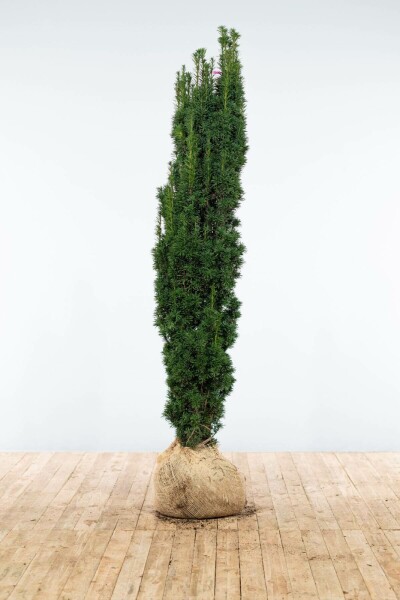 Zuiltaxus Taxus Baccata Fastigiata Robusta 160-180 cm