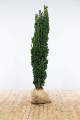 Zuiltaxus Taxus baccata fastigiata Robusta Haag 160-180 Kluit Zuiltaxus Taxus Baccata Fastigiata Robusta 160-180 cm