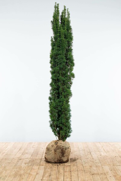 Zuiltaxus Taxus Baccata Fastigiata Robusta 180-200 cm