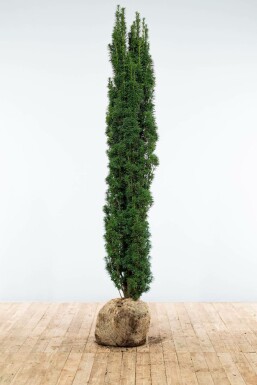 Zuiltaxus Taxus baccata fastigiata Robusta Haag 180-200 Kluit Zuiltaxus Taxus Baccata Fastigiata Robusta 180-200 cm