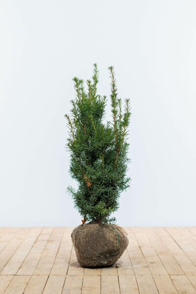 Taxus Media Hicksii 60-80 cm