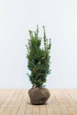 Taxus Media Hicksii