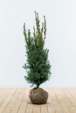 Taxus Media Hicksii 80-100 cm