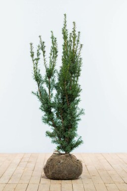 Taxus Media Hicksii