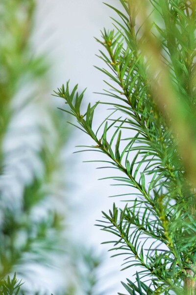 Taxus Media Hicksii 100-120 cm