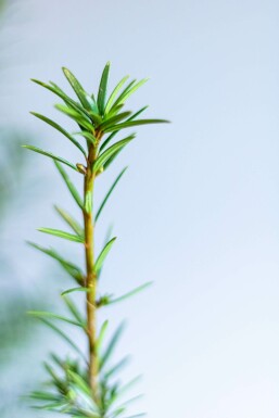 Taxus Media Hicksii 180-200 cm