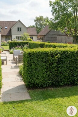 Taxus Media Hillii 60-80 cm