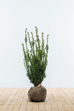 Taxus Media Hillii 80-100 cm