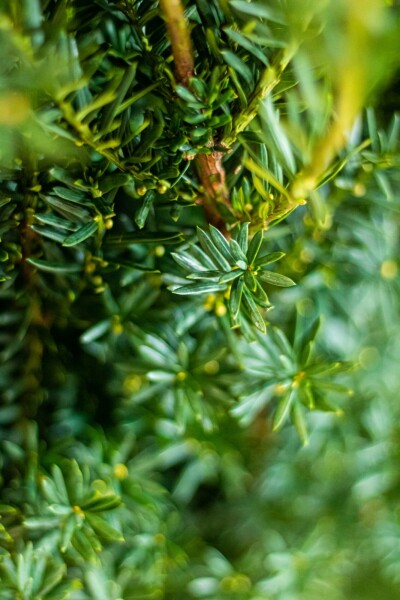 Taxus Media Hillii 100-120 cm