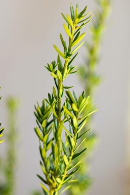 Taxus Media Hillii 100-120 cm