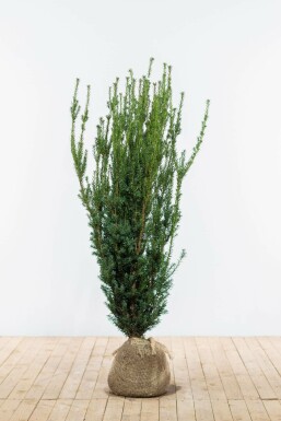 Taxus Media Hillii 120-140 cm