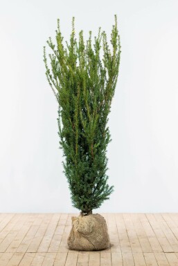 Taxus Media Hillii 140-160 cm