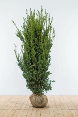Taxus Media Hillii 180-200 cm