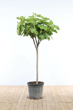 Vijgenboom / Ficus Carica op stam 80-100 cm