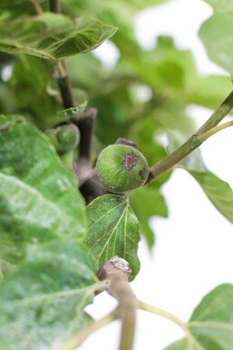 Vijgenboom / Ficus Carica op stam 80-100 cm