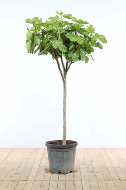 Vijgenboom Ficus Carica Op stam 15-20 150-175 Pot