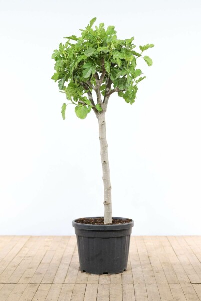 Vijgenboom Ficus Carica Op stam 30-40 175-200 Pot Vijgenboom / Ficus Carica op stam 175-200 cm