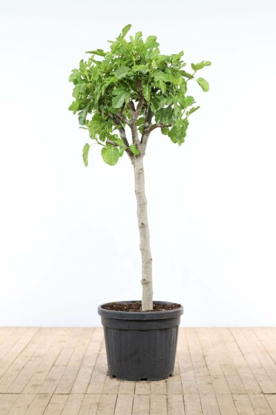 Vijgenboom Ficus Carica Op stam 40-50 175-200 Pot Vijgenboom / Ficus Carica op stam 175-200 cm